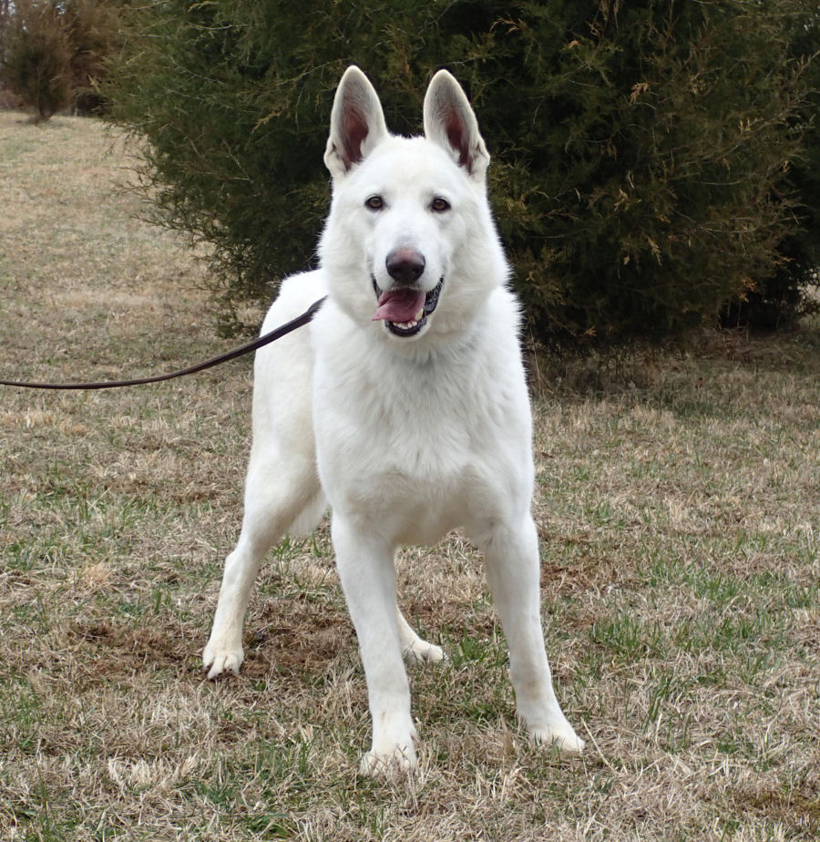 White German Shepherds For Sale