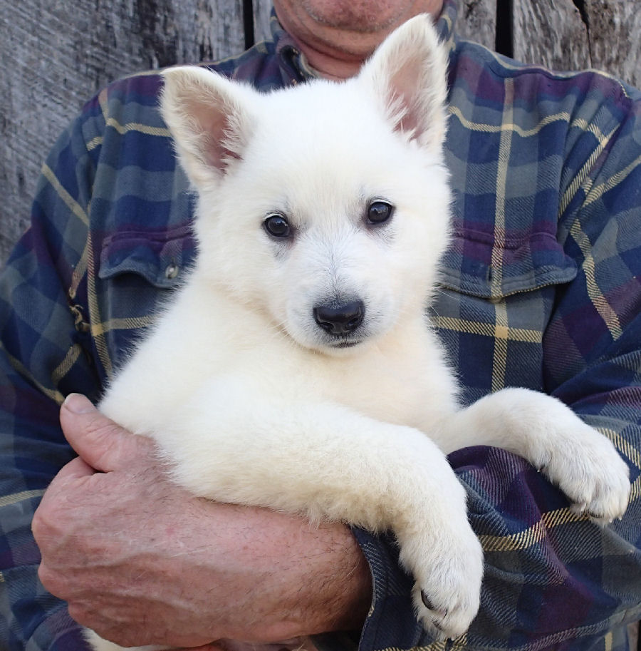 White German Shepherds For Sale