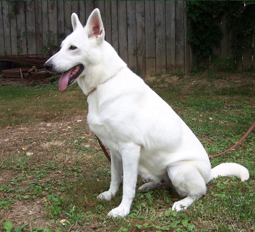 Are White German Shepherds Real