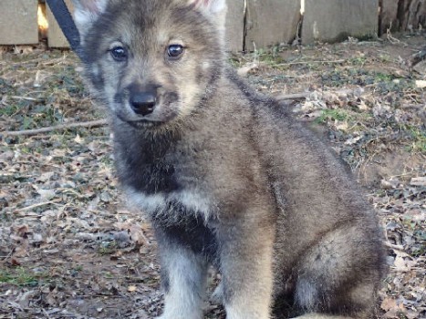 wolf dog for sale