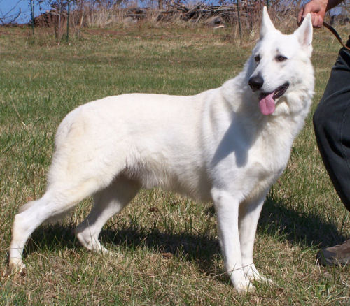 White German Shepherds for Sale